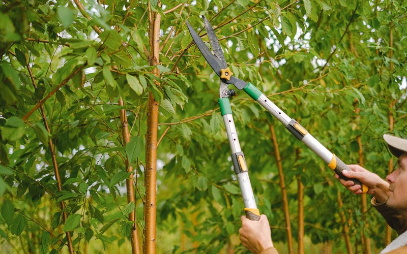 Tree trimming in Pingree, ND