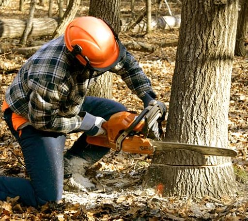 Tree Removal in Pingree, ND